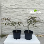 fagus-purpurea-pendula-sadnice