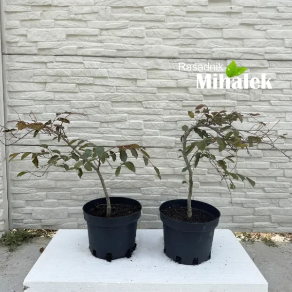 fagus-purpurea-pendula-sadnice