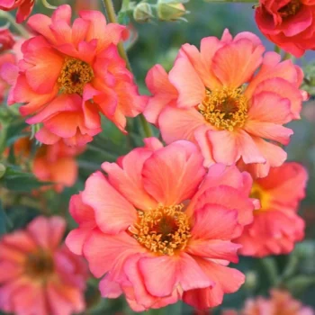 geum-coral-tempest-1
