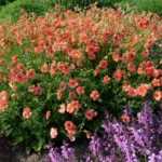 geum-coral-tempest-2