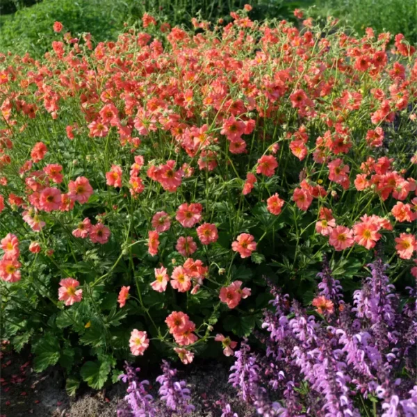 geum-coral-tempest-2