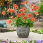 geum-coral-tempest-3