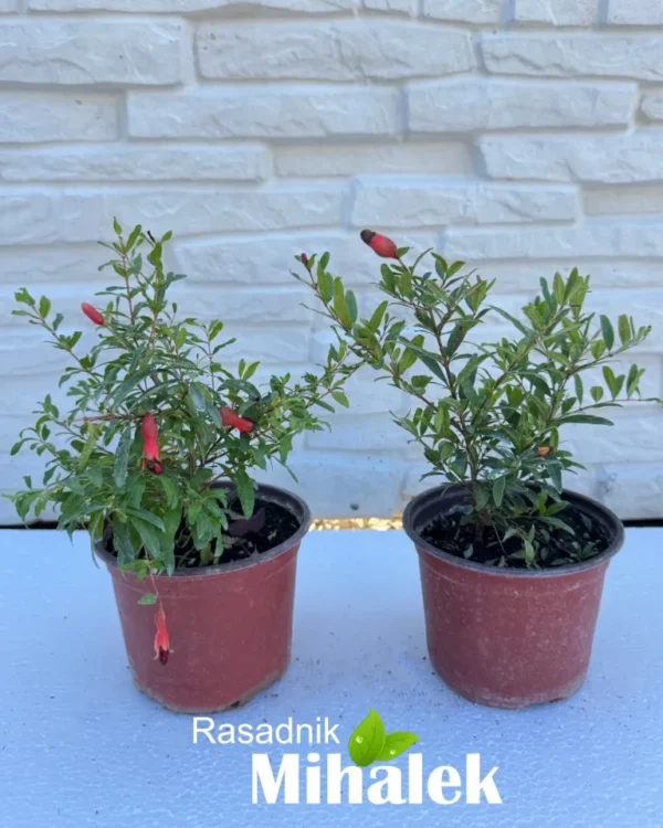 mini-nar-sadnice