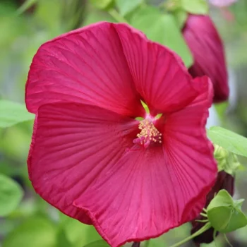 mocvarni-hibiskus-luna-red-1