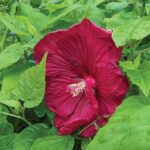 mocvarni-hibiskus-luna-red-2