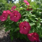 mocvarni-hibiskus-luna-red-3