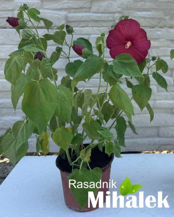 mocvarni-hibiskus-luna-red-sadnica