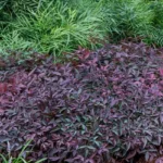 nandina-domestica-flirt-1