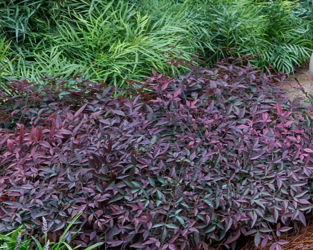 nandina-domestica-flirt-1 nandina-domestica-flirt-1