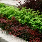 nandina-domestica-flirt-3