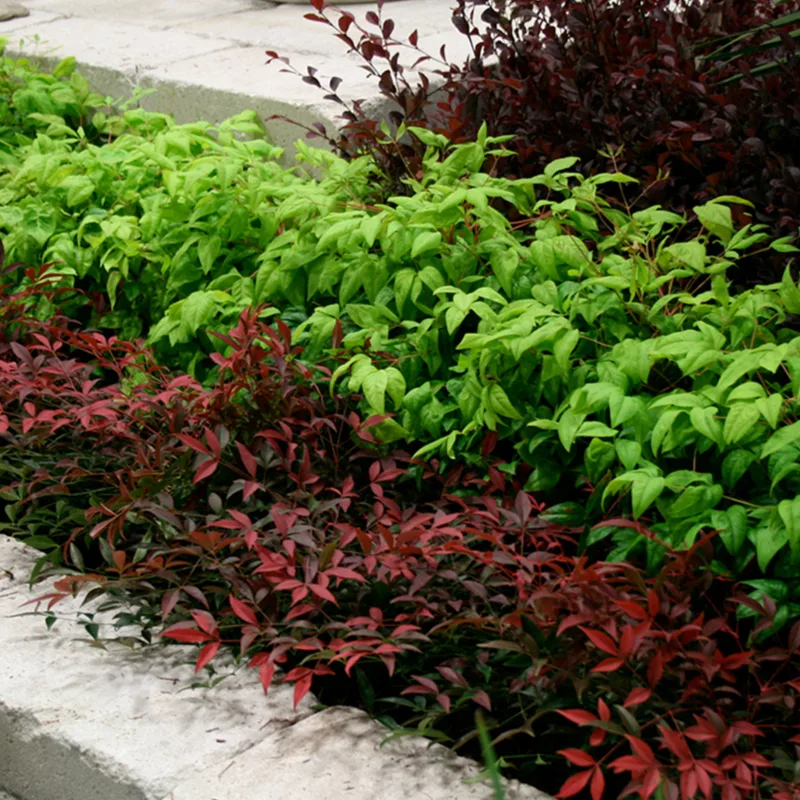 nandina-domestica-flirt-3 nandina-domestica-flirt-3