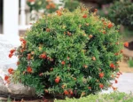 punica-granatum-nana-1