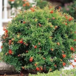 punica-granatum-nana-1