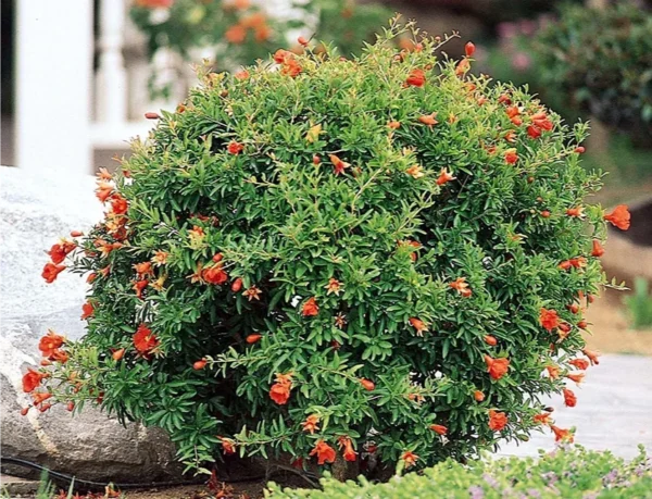 punica-granatum-nana-1