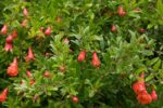 Punica granatum "Nana" - patuljasti nar - Image 3