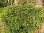 Punica granatum "Nana" - patuljasti nar - Image 2