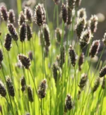 sesleria-heufleriana-1