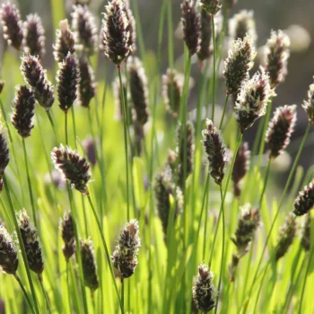 sesleria-heufleriana-1