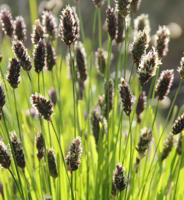 sesleria-heufleriana-1