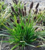 sesleria-heufleriana-2