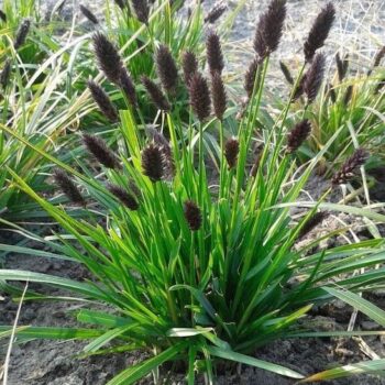 sesleria-heufleriana-2