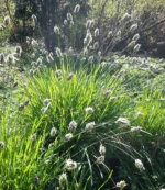 sesleria-heufleriana-3