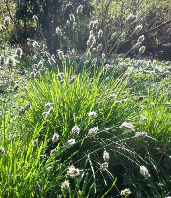 sesleria-heufleriana-3