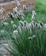 sesleria-heufleriana-4