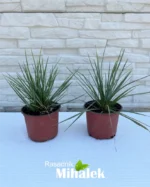 Sesleria heufleriana - Image 4