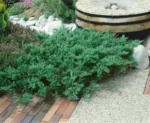 Juniperus-sabina-Tamariscifolia-1