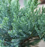 Juniperus-sabina-Tamariscifolia-2