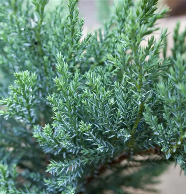 Juniperus-sabina-Tamariscifolia-2