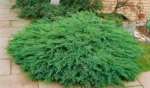 Juniperus-sabina-Tamariscifolia-4
