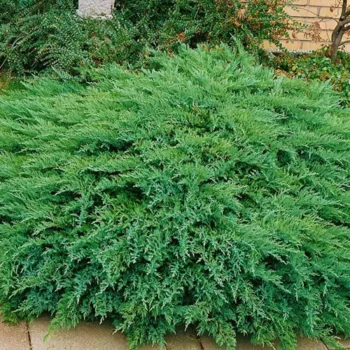 Juniperus-sabina-Tamariscifolia-4