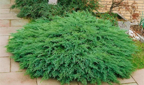 Juniperus-sabina-Tamariscifolia-4