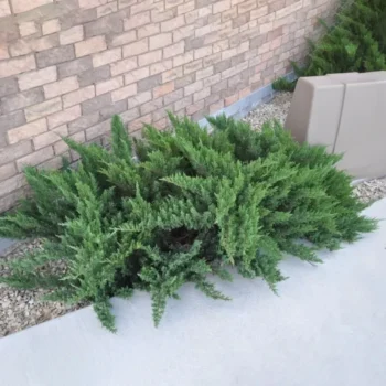 Juniperus-sabina-Tamariscifolia-5