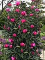 Magnolija-Pink-Pyramid-3