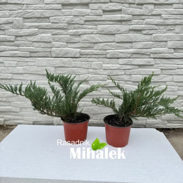 juniperus-sabina-sadnica