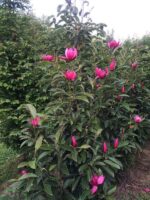 magnolija-pink-pyramid-1
