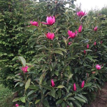 magnolija-pink-pyramid-1