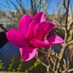 magnolija-pink-pyramid-2