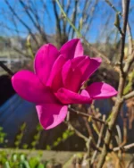 magnolija-pink-pyramid-2