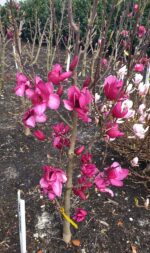 magnolija-pink-pyramid-4