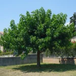 morus-alba-fruitless-1