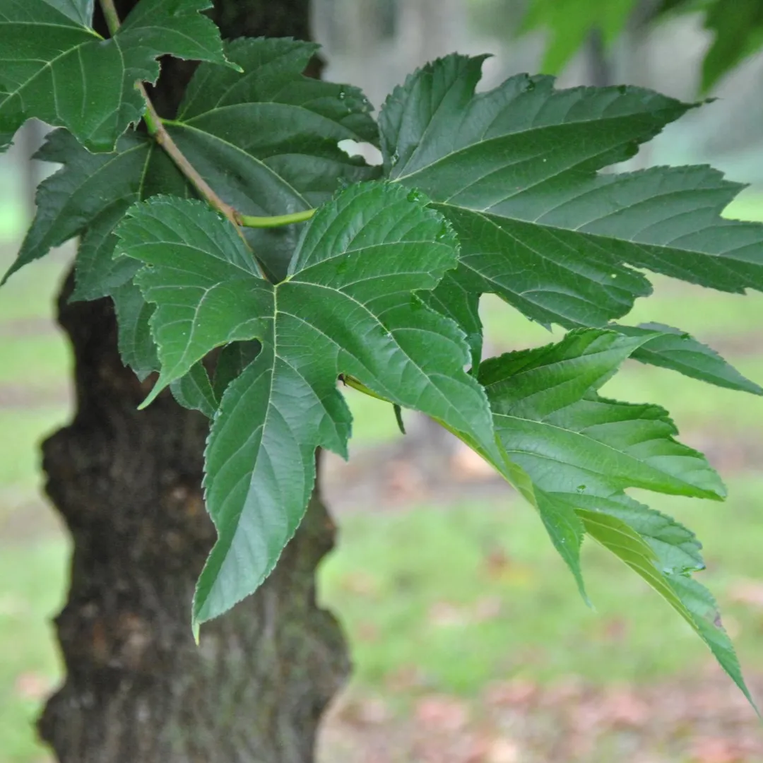 morus-alba-fruitless-2 morus-alba-fruitless-2