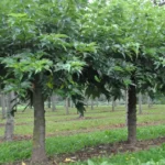 morus-alba-fruitless-3