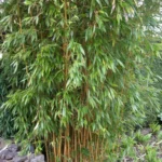 phyllostachys-bambus-1