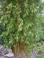 phyllostachys-bambus-1