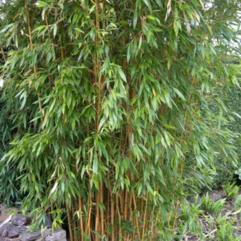 phyllostachys-bambus-1