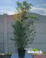 phyllostachys-bambus-2